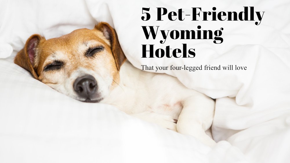 dog friendly hotels